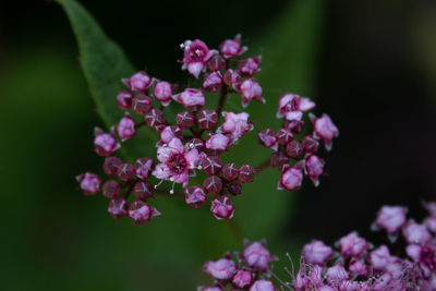 Close-up of pink flowering plant