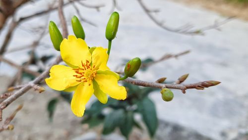 Close-up of yellow flowering plant