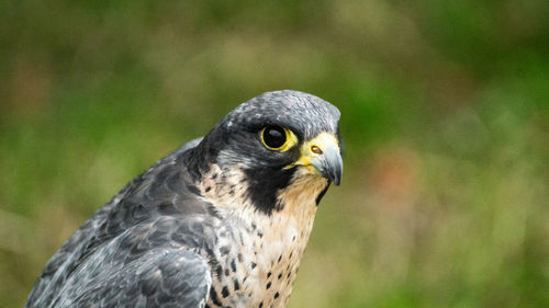 Close-up of a bird looking away