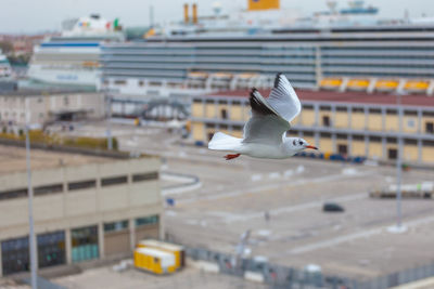 Seagull flying over the venice cruise terminal, italy