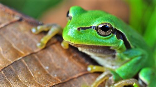 Close-up of insect on leaf