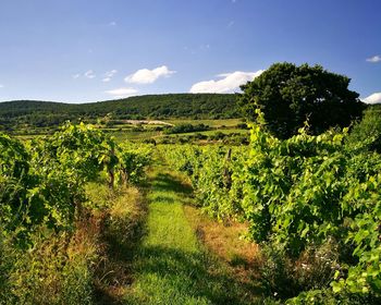 Scenic view of vineyard against sky