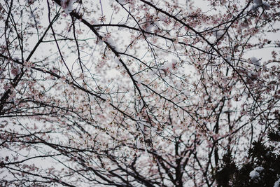 Low angle view of cherry blossoms against sky