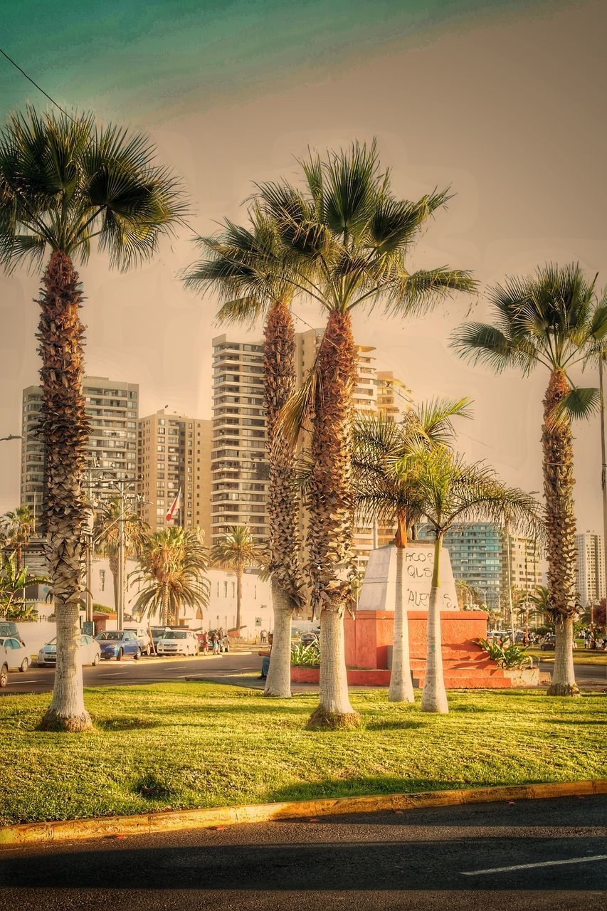 PALM TREES IN PARK AGAINST SKY