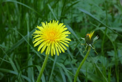 Close-up of yellow flowering plant on field
