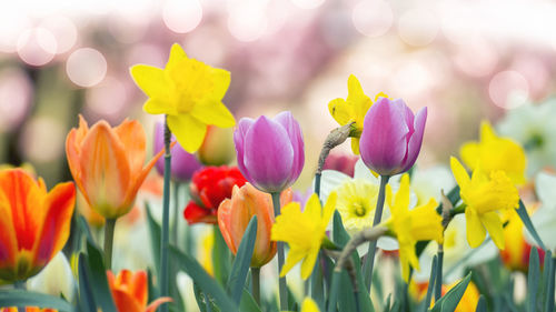 Close-up of yellow tulips on field