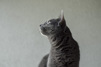 Close-up of a cat looking away