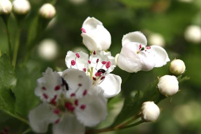 Close-up of white cherry blossoms