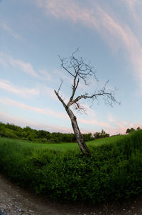 Trees on field against cloudy sky