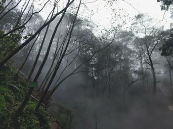 Trees in forest against sky