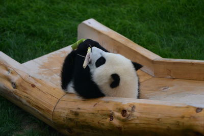 View of sheep on wood