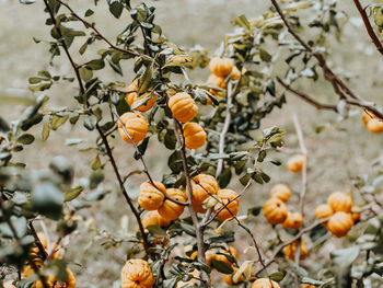 Close-up of yellow flowering plant