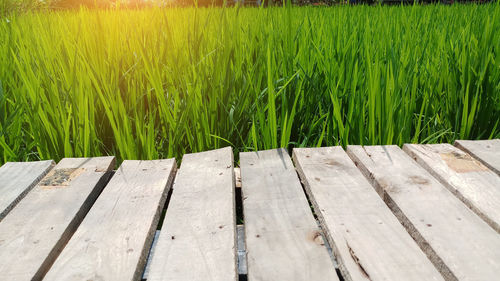 Plank wooden on field rice with sunset