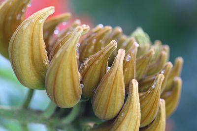 Close-up of flower against blurred background