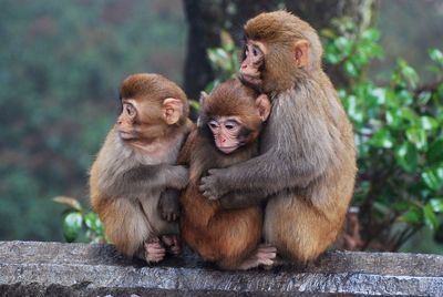 Monkeys hugging on railing