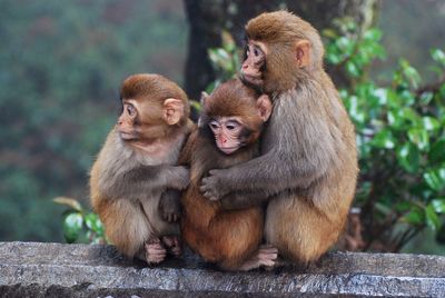 Monkeys on stone wall outdoors
