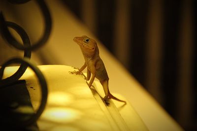 Close-up of a lizard on metal