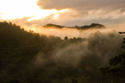 Scenic view of trees against sky during sunset