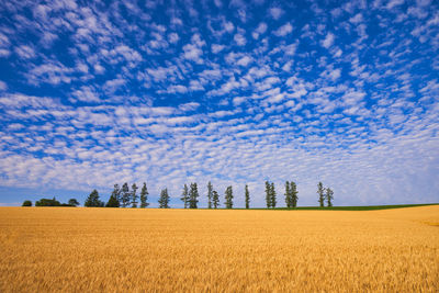 Beautiful rural scenery in biei, hill town