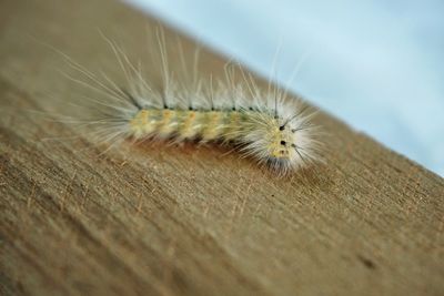 Close-up of insect on wood