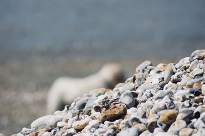 Close-up of rocks on beach