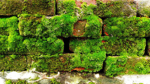 Full frame shot of plants with moss growing in foreground