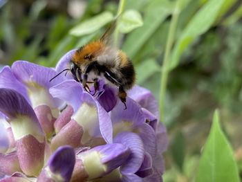 Close-up of bee pollinating on purple flower