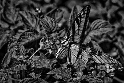 Close-up of butterfly on tree trunk