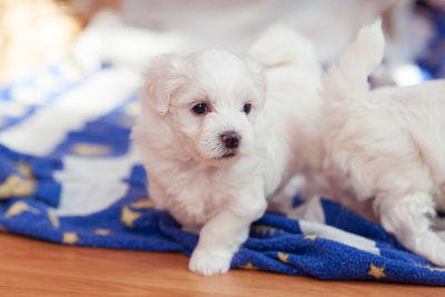 Portrait of white puppy