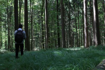 Silhouette of trees in forest