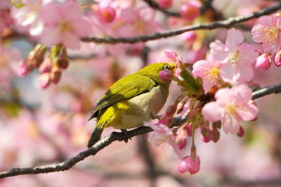 Japanese white-eye perching on cherry tree