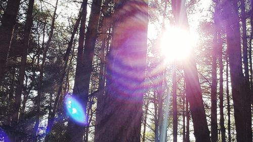 Sunlight streaming through trees in forest