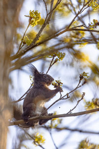 A squirrel sits on a branch and eats the flowers of a tree