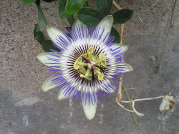 Close-up of purple flower