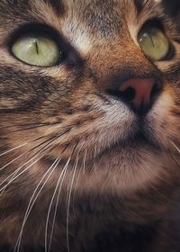 Close-up of cat looking away