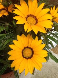 Close-up of sunflower blooming outdoors