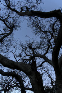 Low angle view of silhouette tree against sky