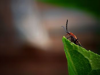 Close-up of insect