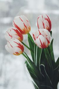 Close-up of white tulips