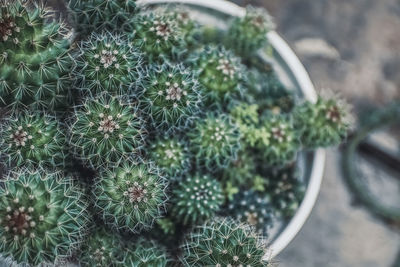 High angle view of succulent plant