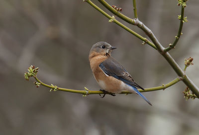 Close-up of bird perching on branch