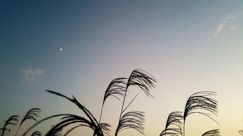 Low angle view of trees against sky