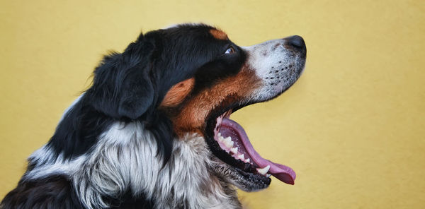 Close-up of dog yawning against black background
