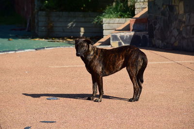 Side view of a horse dog