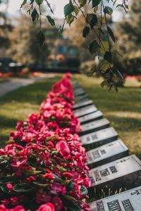 Close-up of flowering plants in park