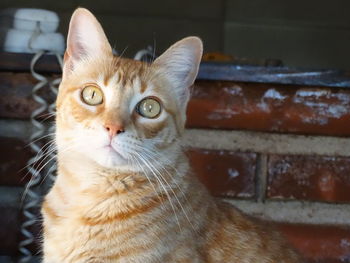 Close-up portrait of cat