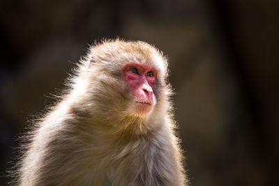 Close-up of monkey looking away