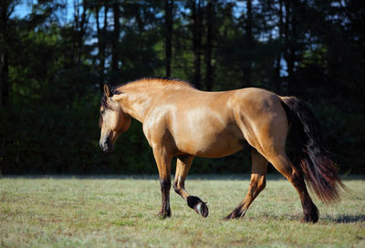 Side view of horse on field