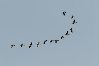 Low angle view of birds flying in sky