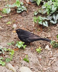 High angle view of bird on field